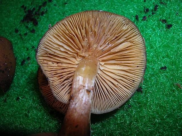 Una Galerina al giardino botanico